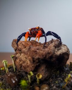 A taxidermized crab by Jason Philip